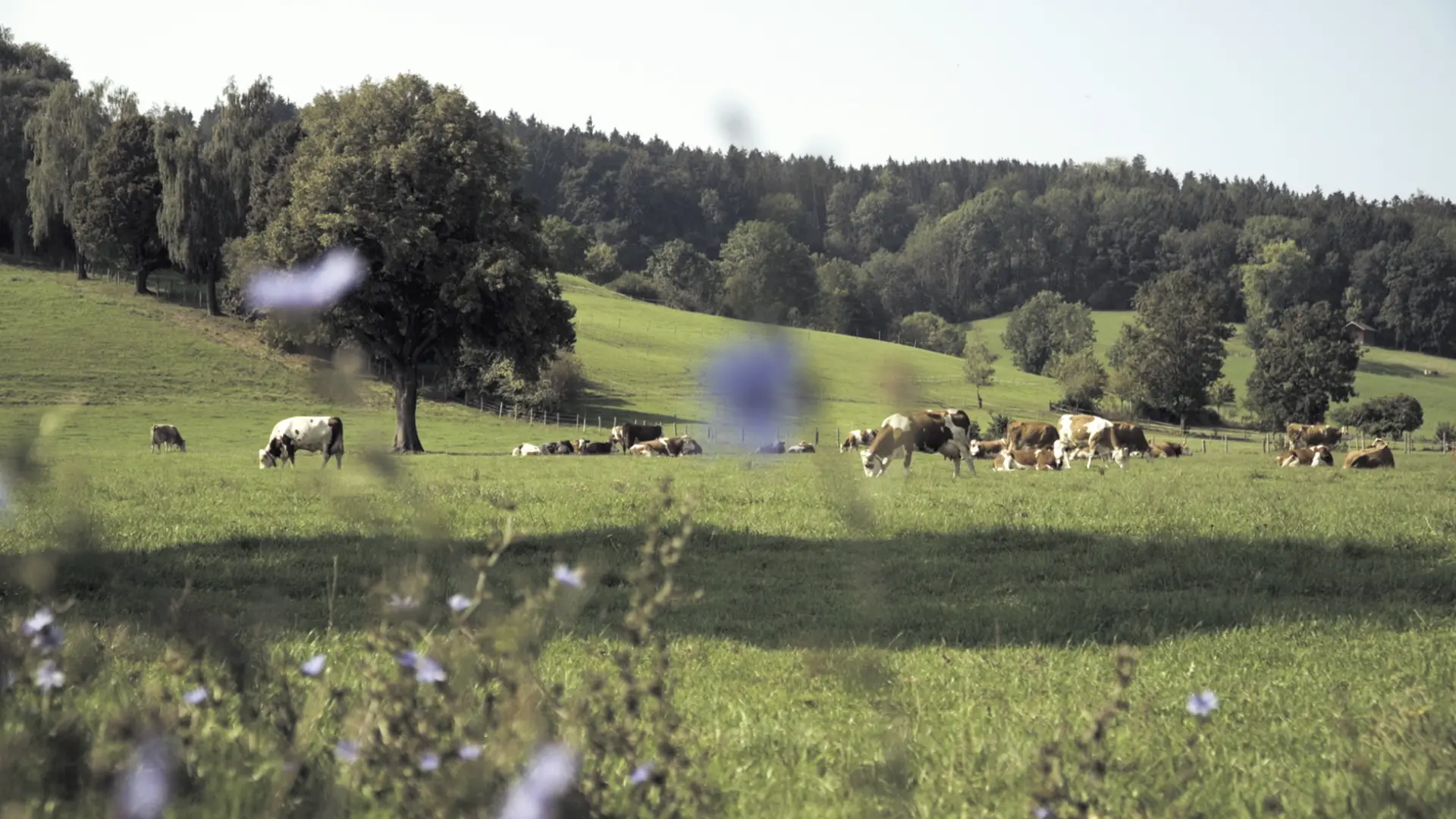 Dokumentation Pipelinebau: bayerische Landschaft